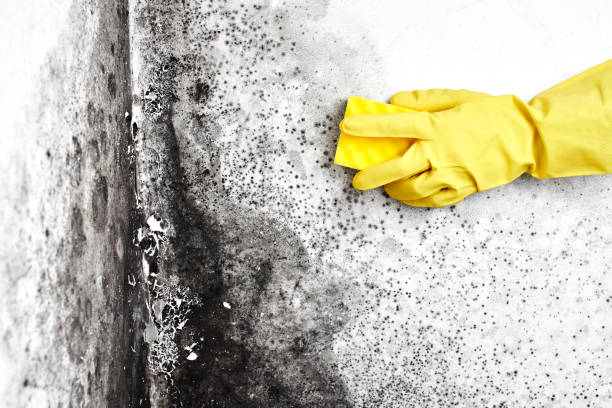 Simpsonville, SC Mold Removal Company